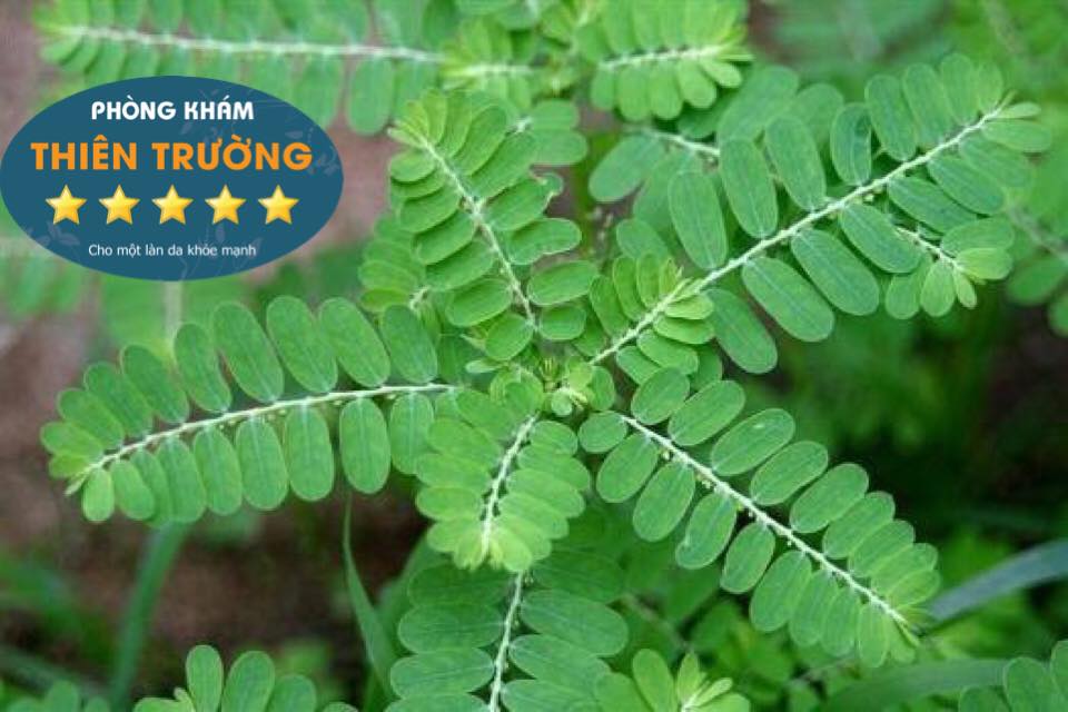 Hình ảnh: Cây chó đẻ hôc trợ điều trị bệnh nấm da đầu hiệu quả