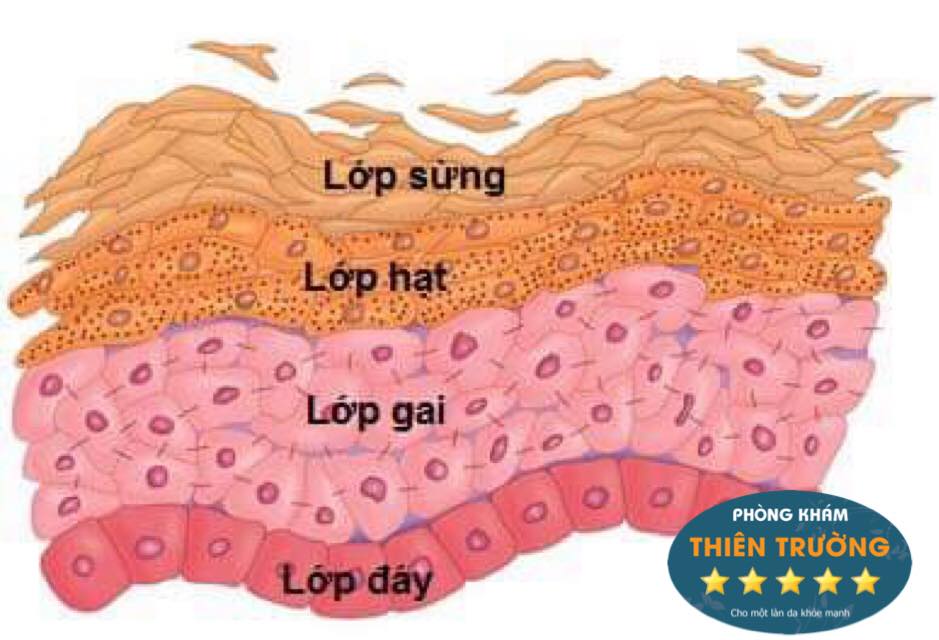 Hình ảnh: Cấu tạo lớp da