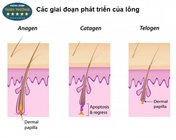 Hình ảnh: Các giai đoạn phát triển của nang lông